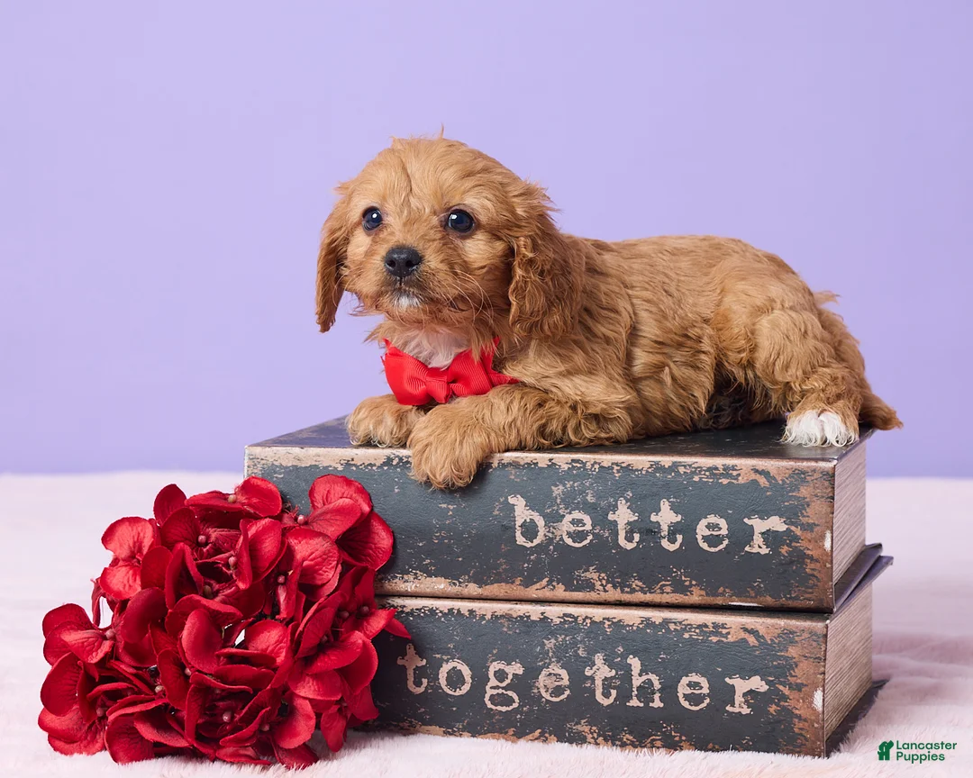 Cavapoo dogs for sale: Bryce - Ad 1