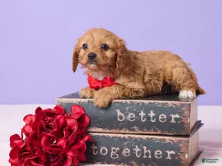 Cavapoo dogs Bryce - Ad 37