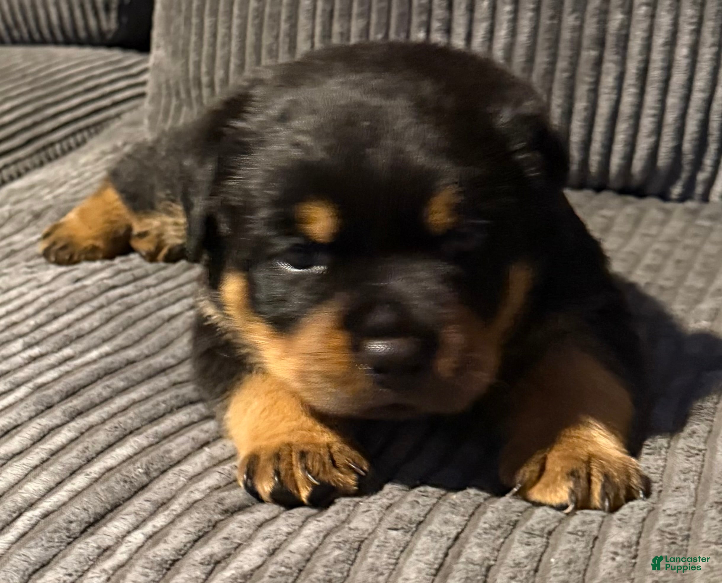 Rottweiler dogs for sale: Female 2 - Ad 2