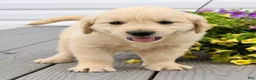 Golden Retriever dogs for sale: Molly - Ad 4