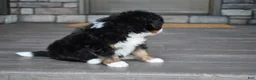 Mini Bernedoodle dogs for sale: Cody - Ad 11