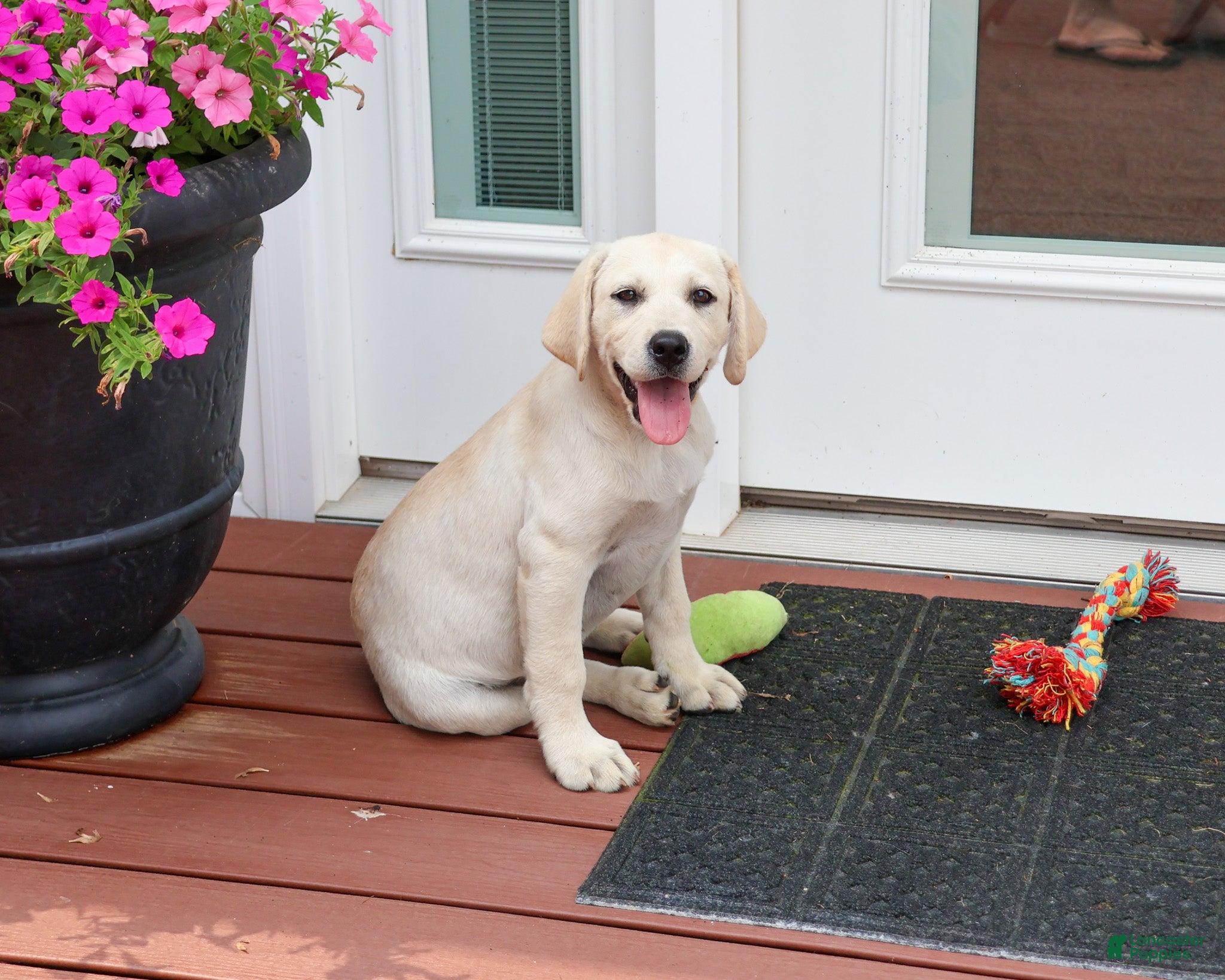 Labrador Retriever dogs Tinkerbell - Ad 2