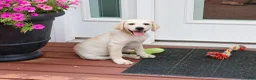 Labrador Retriever dogs for sale: Tinkerbell - Ad 2