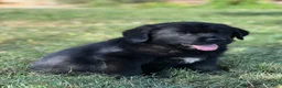 Mixed Breed dogs for sale: Midnight  - Ad 4