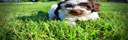 Havapoo dogs for sale: Chippy - Ad 6