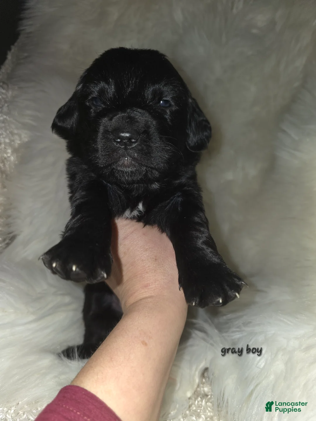 Mixed Breed dogs for sale: Mixed Breed Puppy 1 - Ad 1