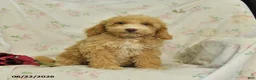 Mini Goldendoodle dogs for sale: Mabel - Ad 3