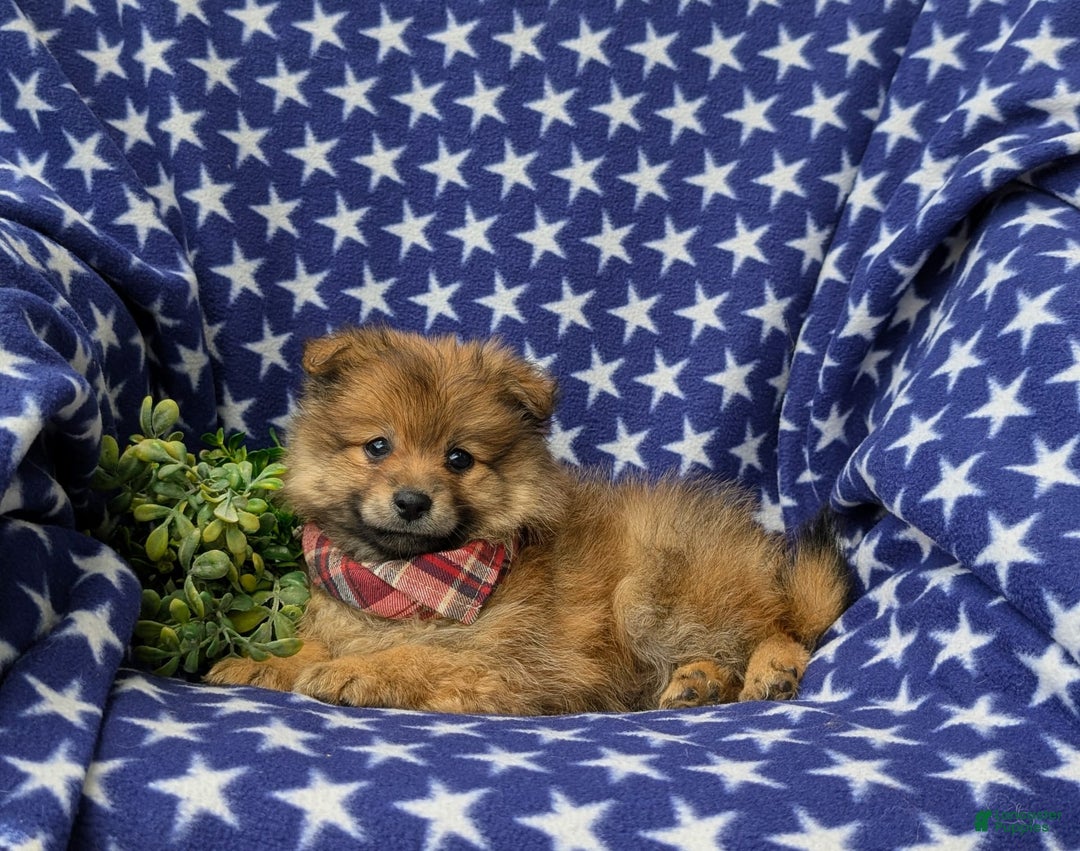 Pomeranian dogs for sale: MacDuff Genetic Testing 9 lbs Full Grown - Ad 15