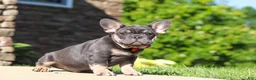 French Bulldog dogs for sale: Bentley - Ad 5