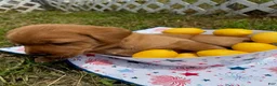 Labrador Retriever dogs for sale: Teddy Graham - Ad 5