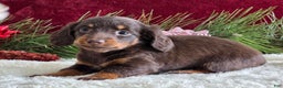 Miniature Dachshund dogs for sale: Kimby - Ad 5