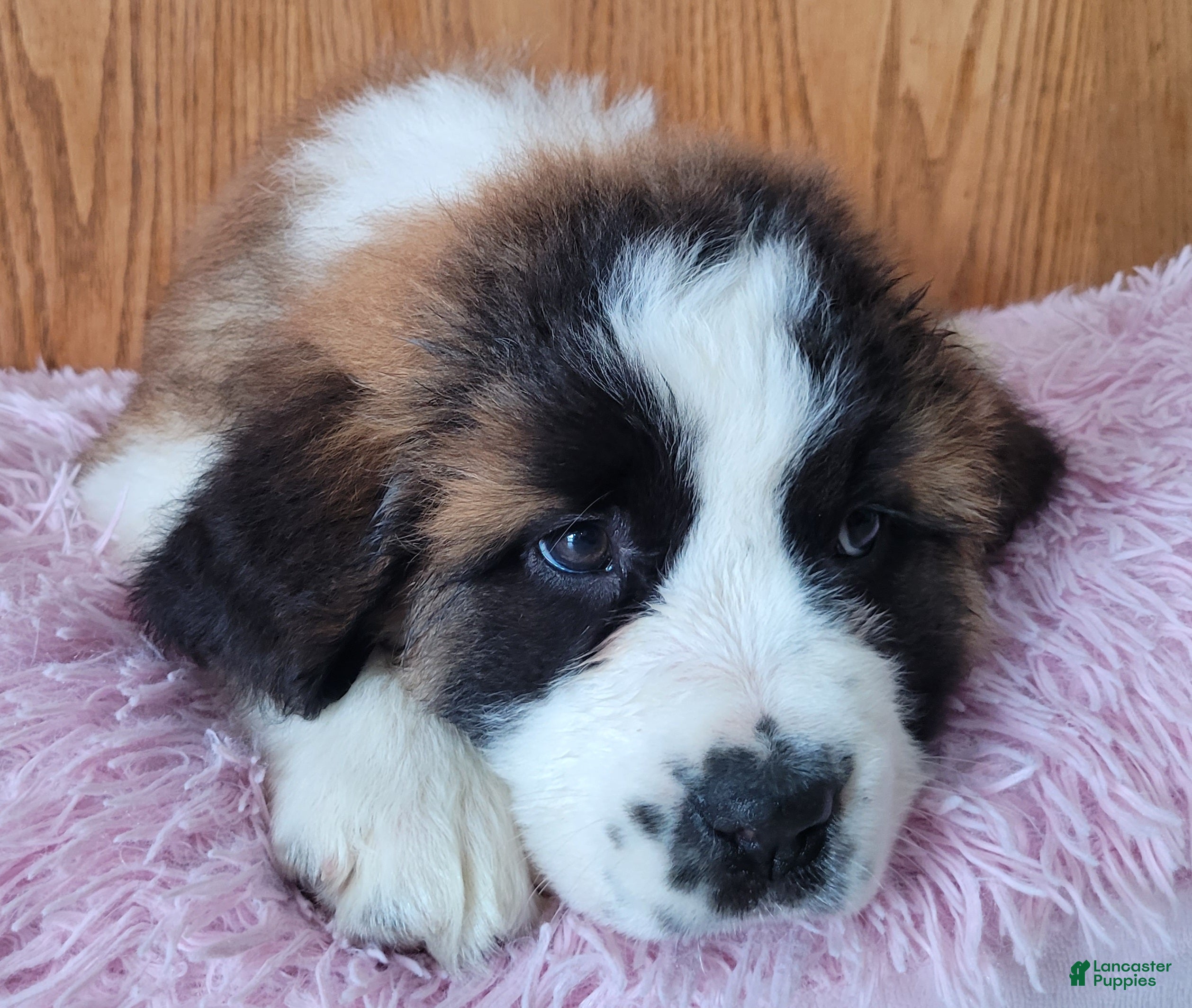 Saint Bernard dogs Luna - Ad 1