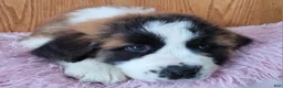 Saint Bernard dogs for sale: Luna - Ad 4