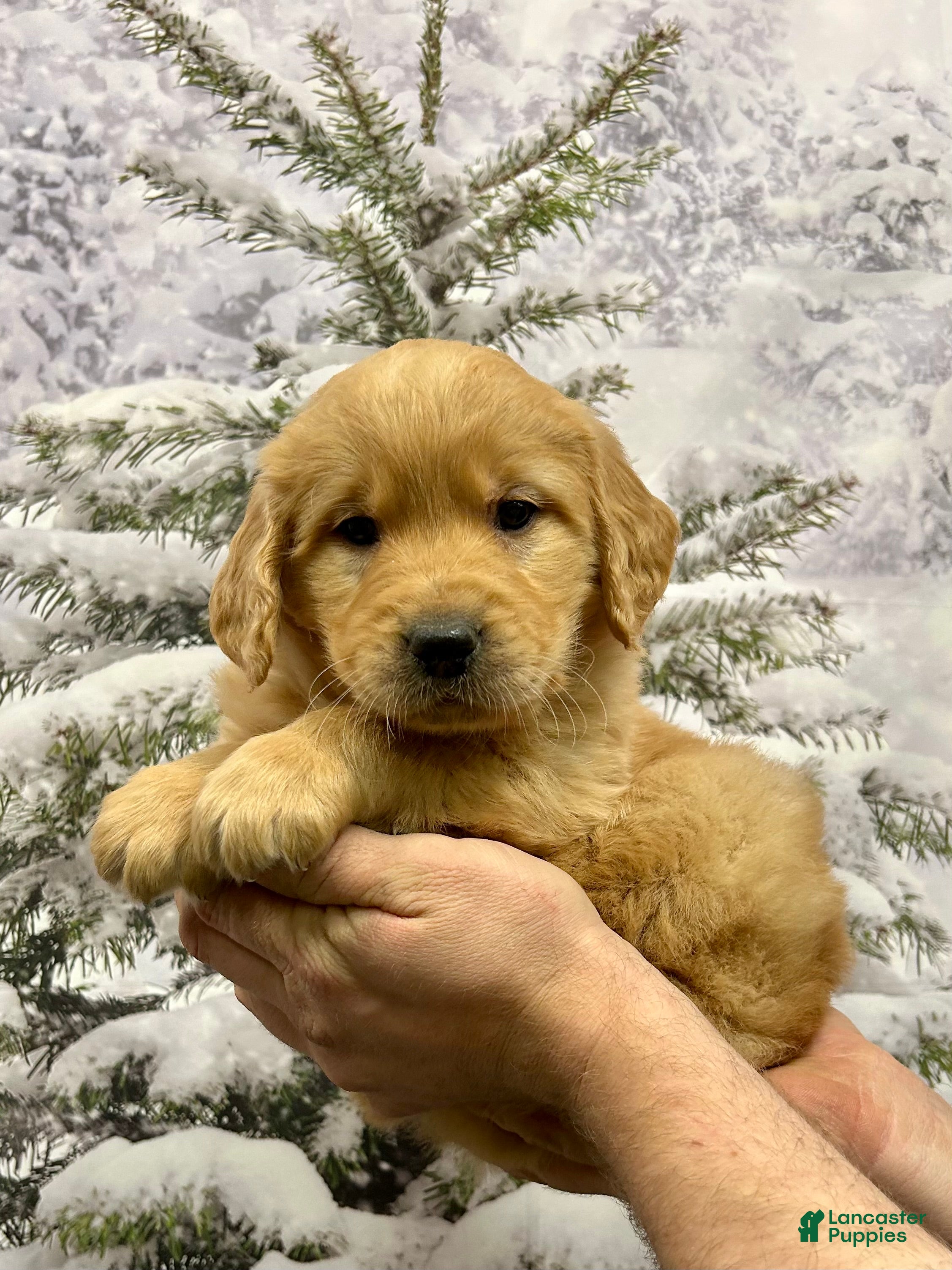Golden Retriever dogs Clifford  - Ad 2