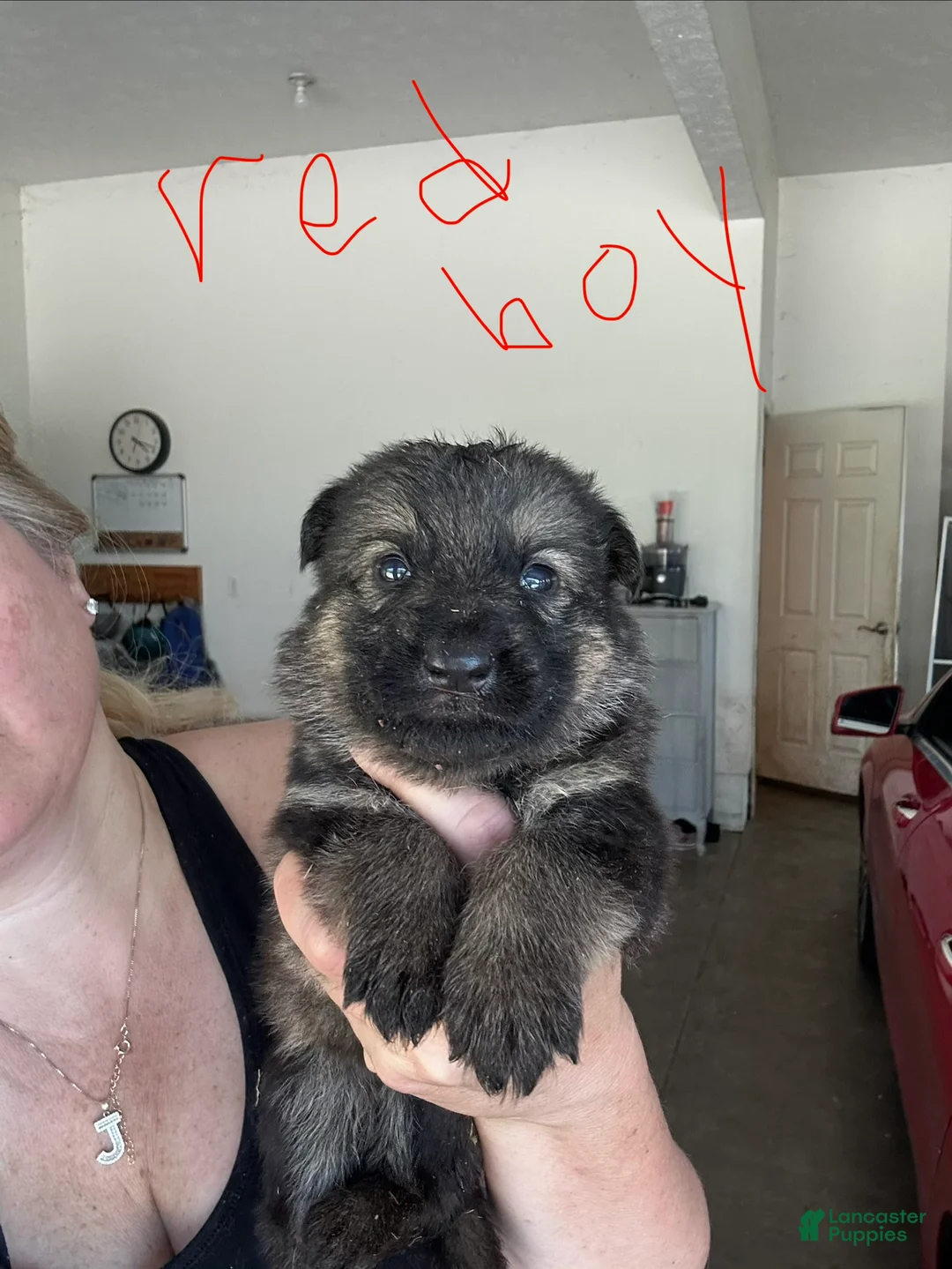 German Shepherd dogs for sale: German Shepherd 1 - Ad 1