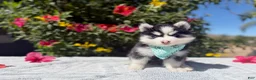 Pomsky dogs for sale: Eclipse - Ad 8