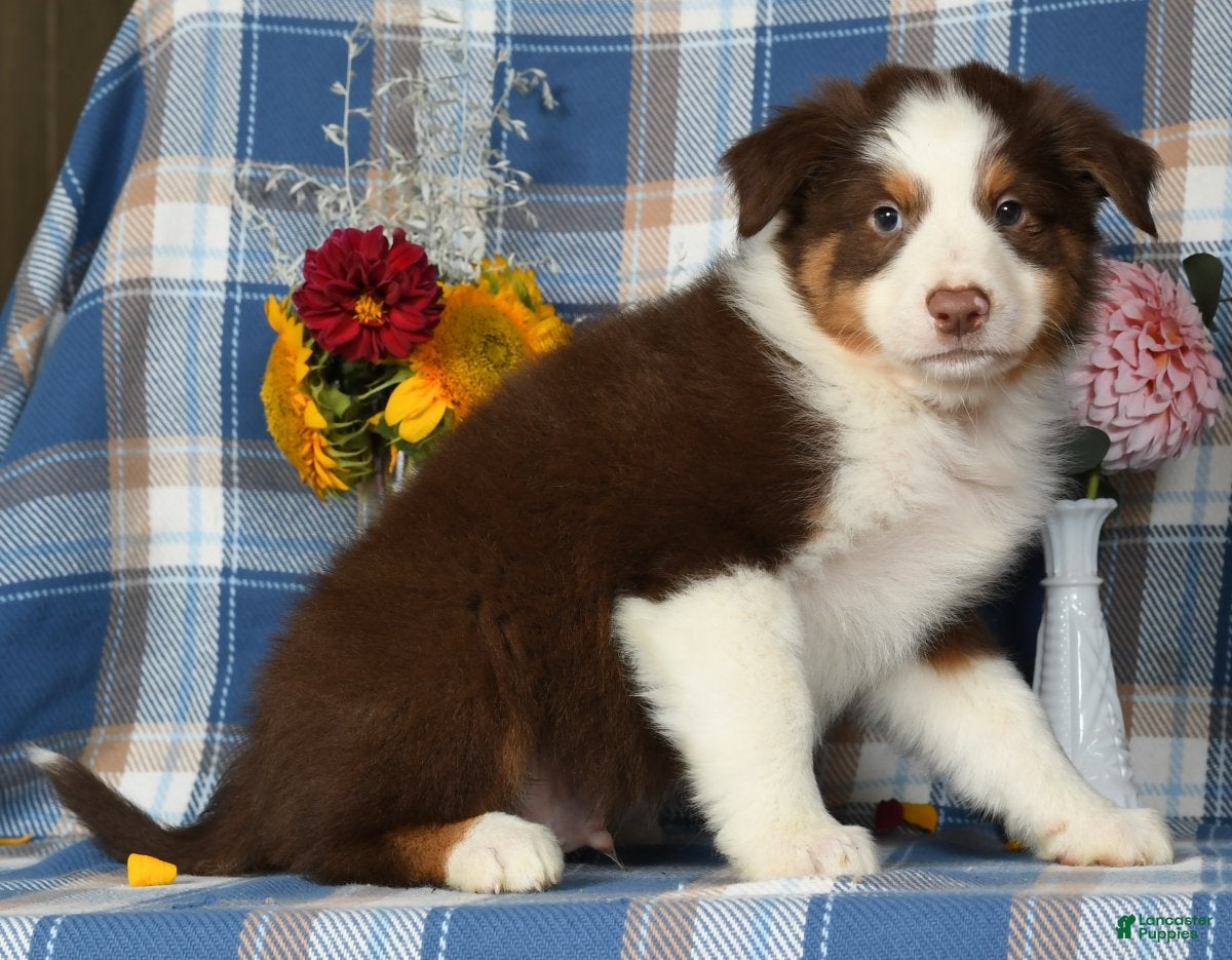 Red Miniature American Shepherd Personality Australian Shepherd