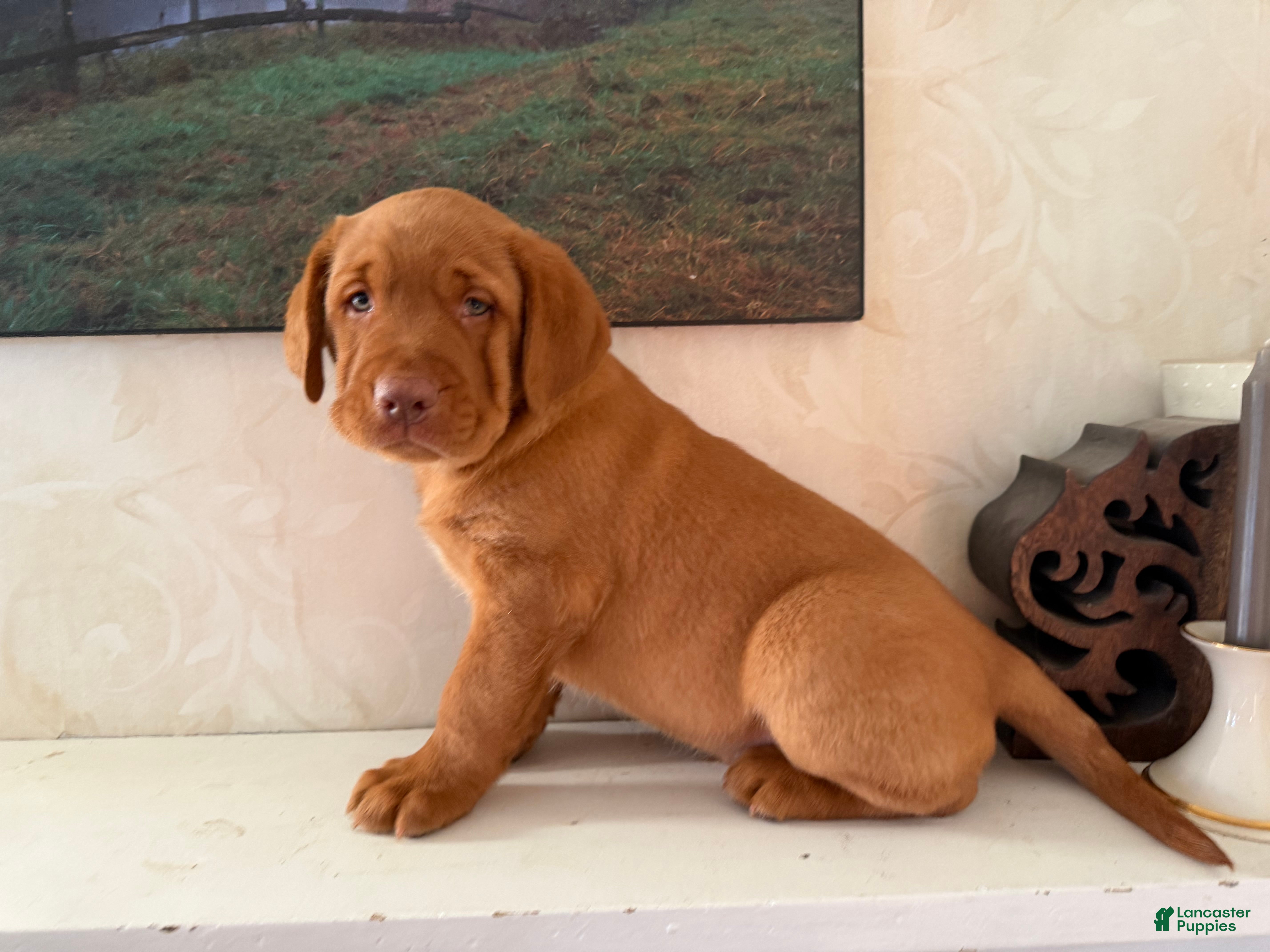 Labrador Retriever dogs Marshall  - Ad 2