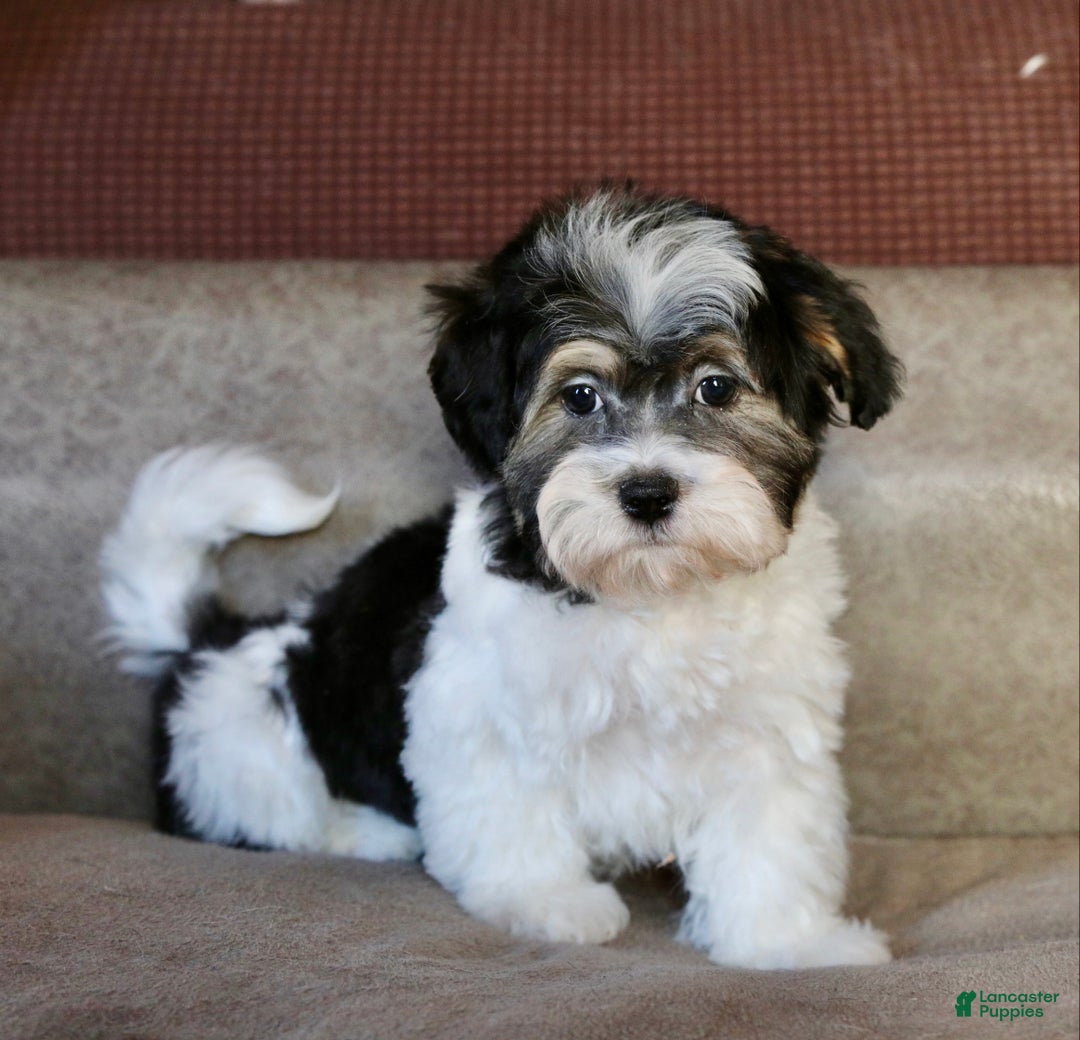 Shihpoo dogs for sale: Mia - Ad 20