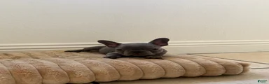 French Bulldog 4
