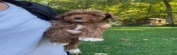 Miniature Poodle dogs for sale: Stella - Ad 8