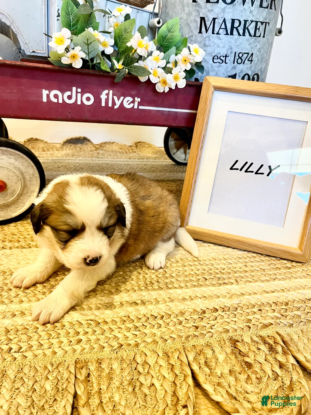 Mixed Breed dogs for sale: Lilly  - Ad 1