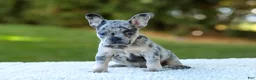 French Bulldog dogs for sale: Cupcake - Blue Merle - Ad 3
