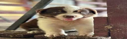 Australian Shepherd dogs for sale: Clay - Ad 8