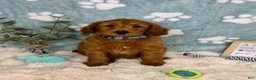 Mini Goldendoodle dogs for sale: Zane - Ad 4