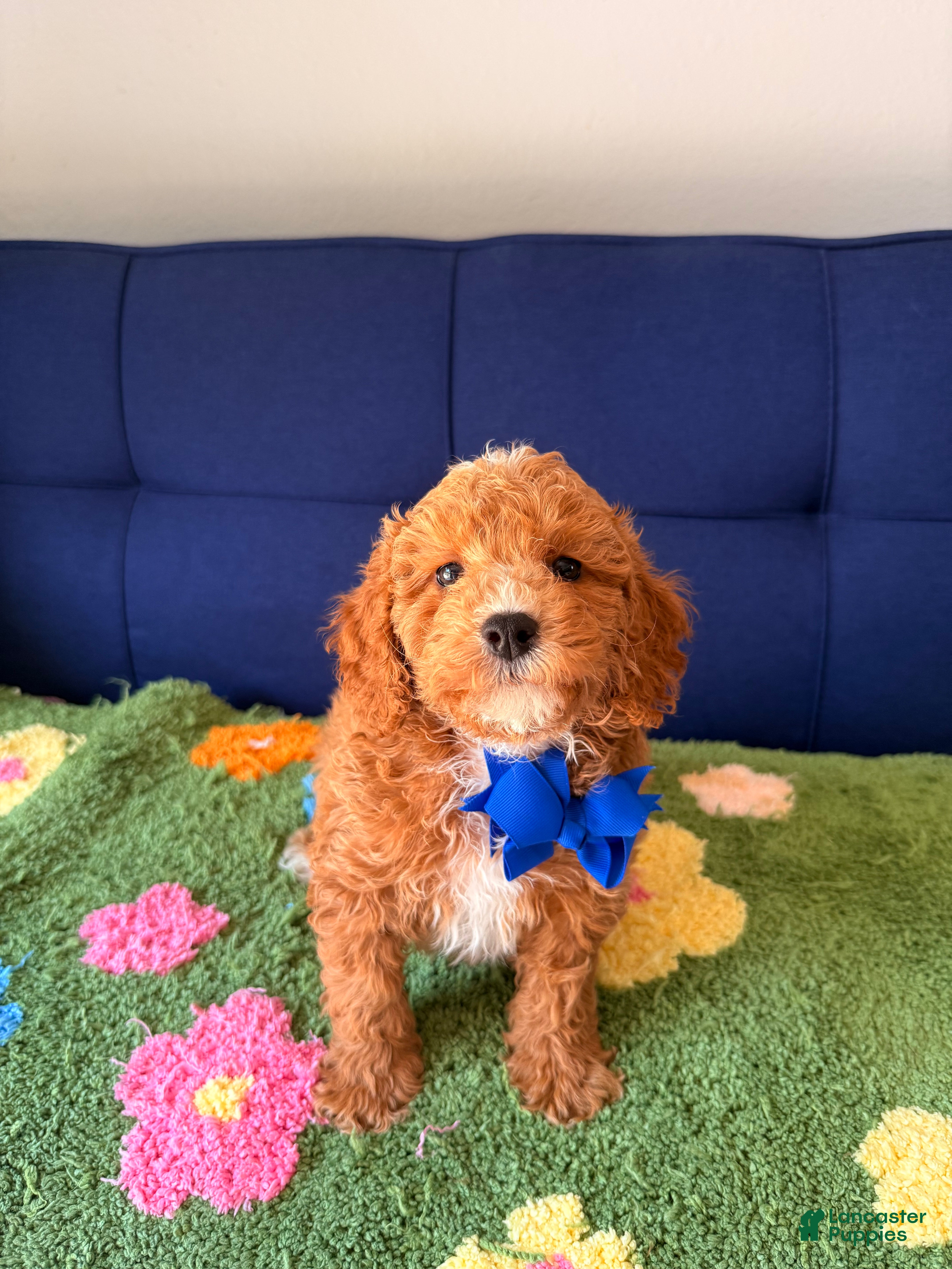 Mini Goldendoodle dogs for sale: max - Ad 1