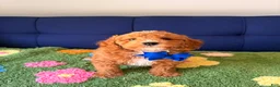 Mini Goldendoodle dogs for sale: max - Ad 1