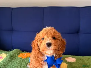 Mini Goldendoodle dogs for sale: max - Ad 1