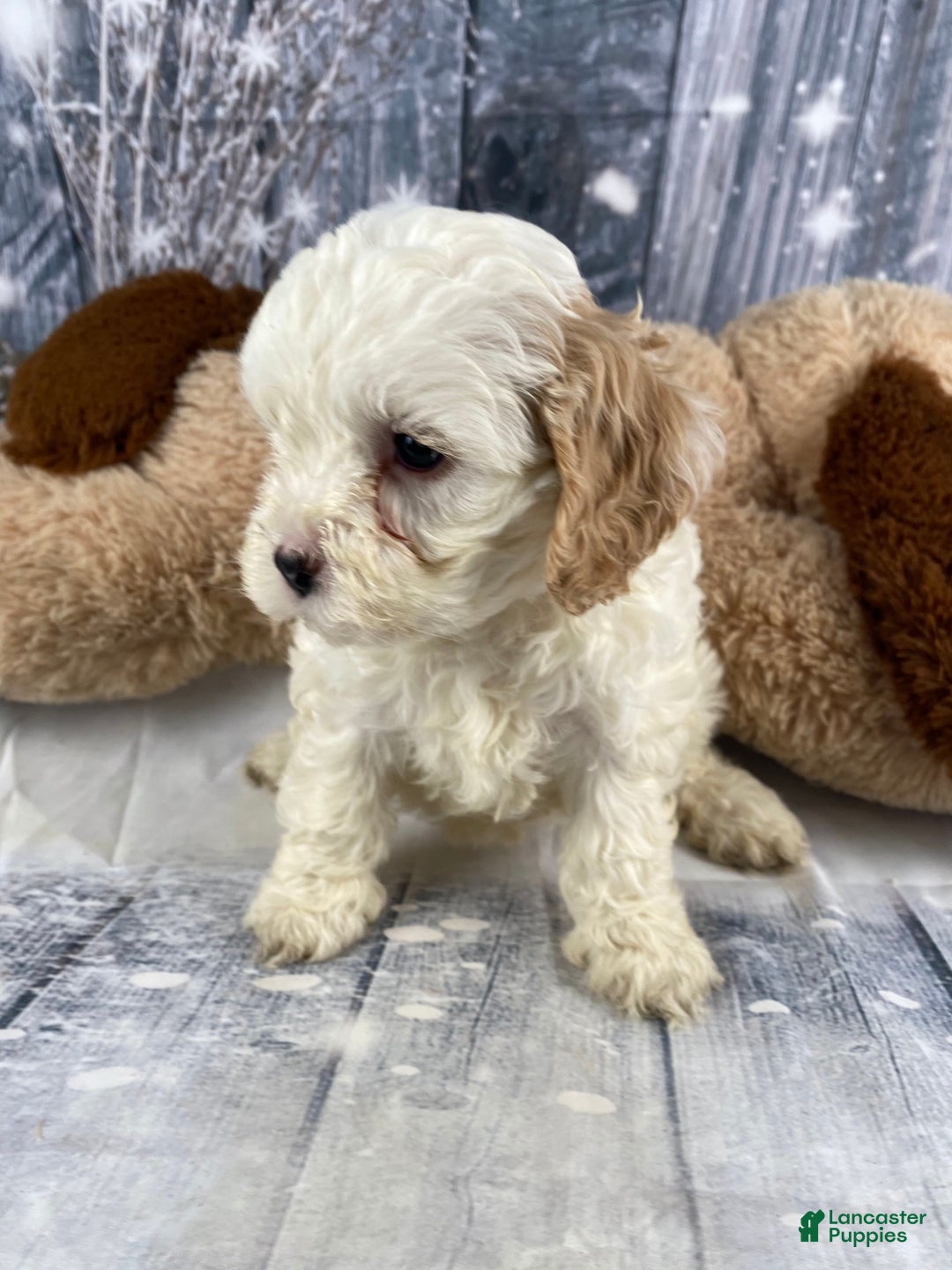 Cavapoo dogs for sale: Jenna - Ad 8