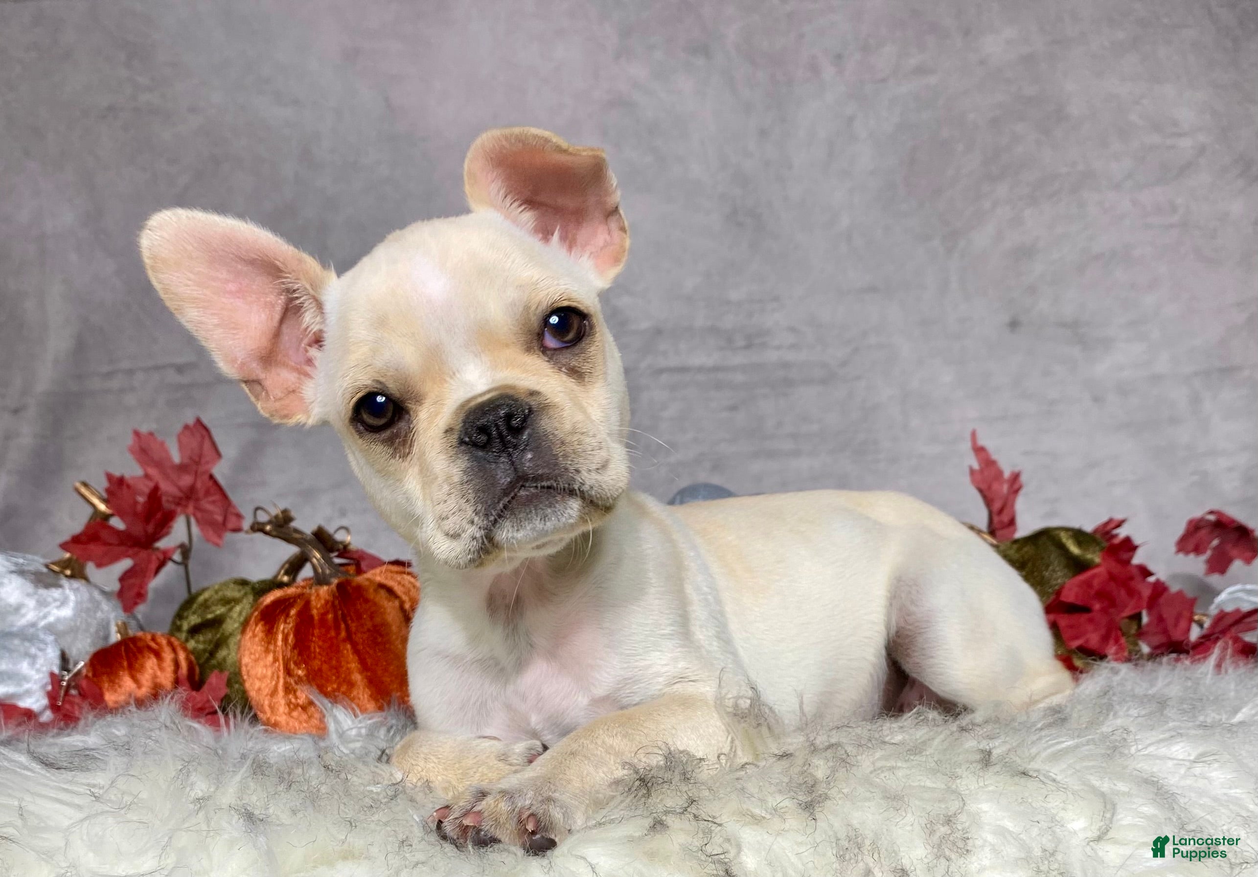 Frenchton dogs Mr. Oliver  - Ad 1