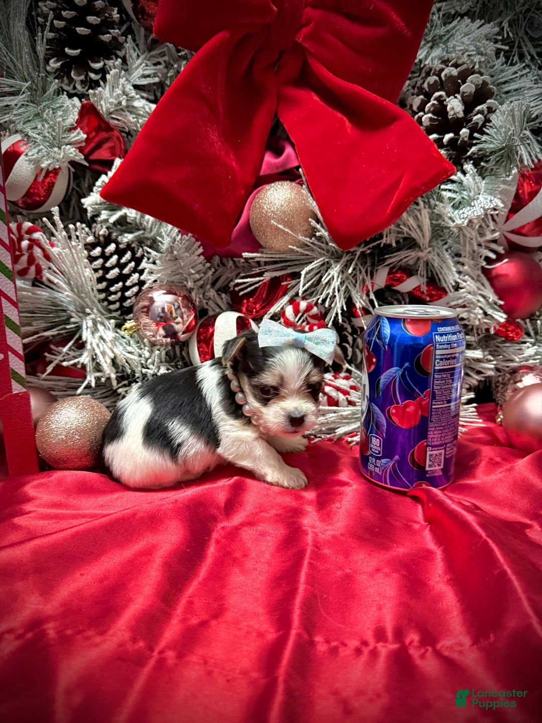 Yorkshire Terrier dogs for sale: Yakko - Ad 7