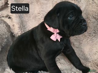 Cane Corso dogs Stella - Ad 4