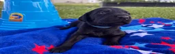 Mixed Breed dogs for sale: Oswald - Ad 5