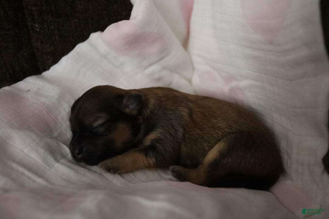 Havanese dogs for sale: Honey - Ad 12