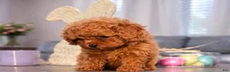 Toy Poodle dogs for sale: Toy Poodle Puppy 1 - Ad 1