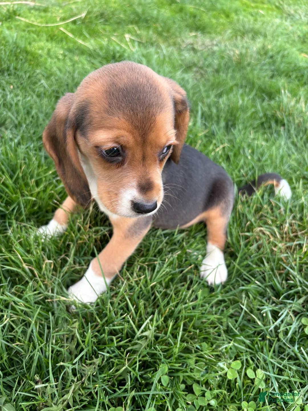 Beagle dogs for sale: Macey - Ad 2