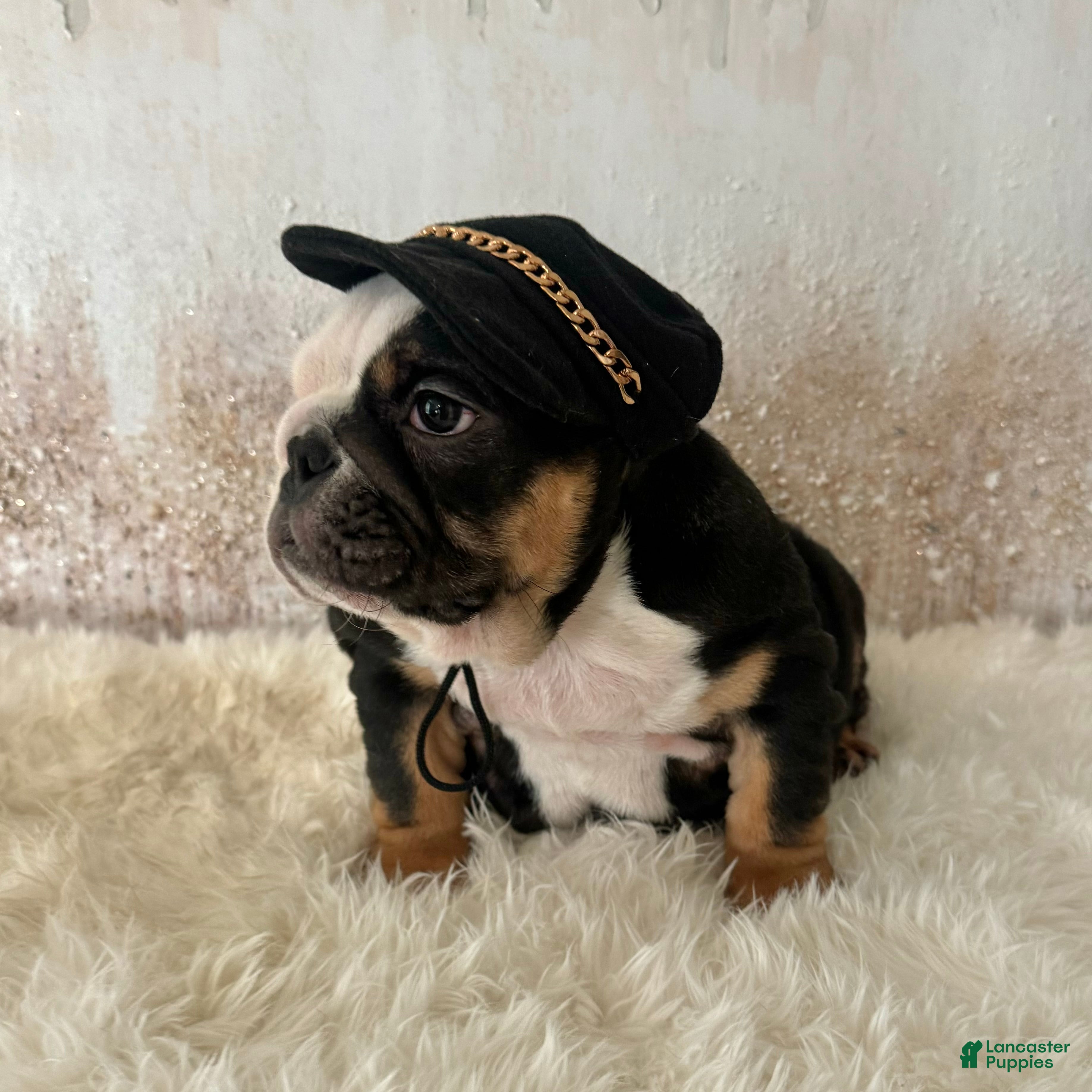 English Bulldog dogs Petra - Ad 2