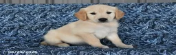 Golden Retriever dogs for sale: Sarge - Ad 4
