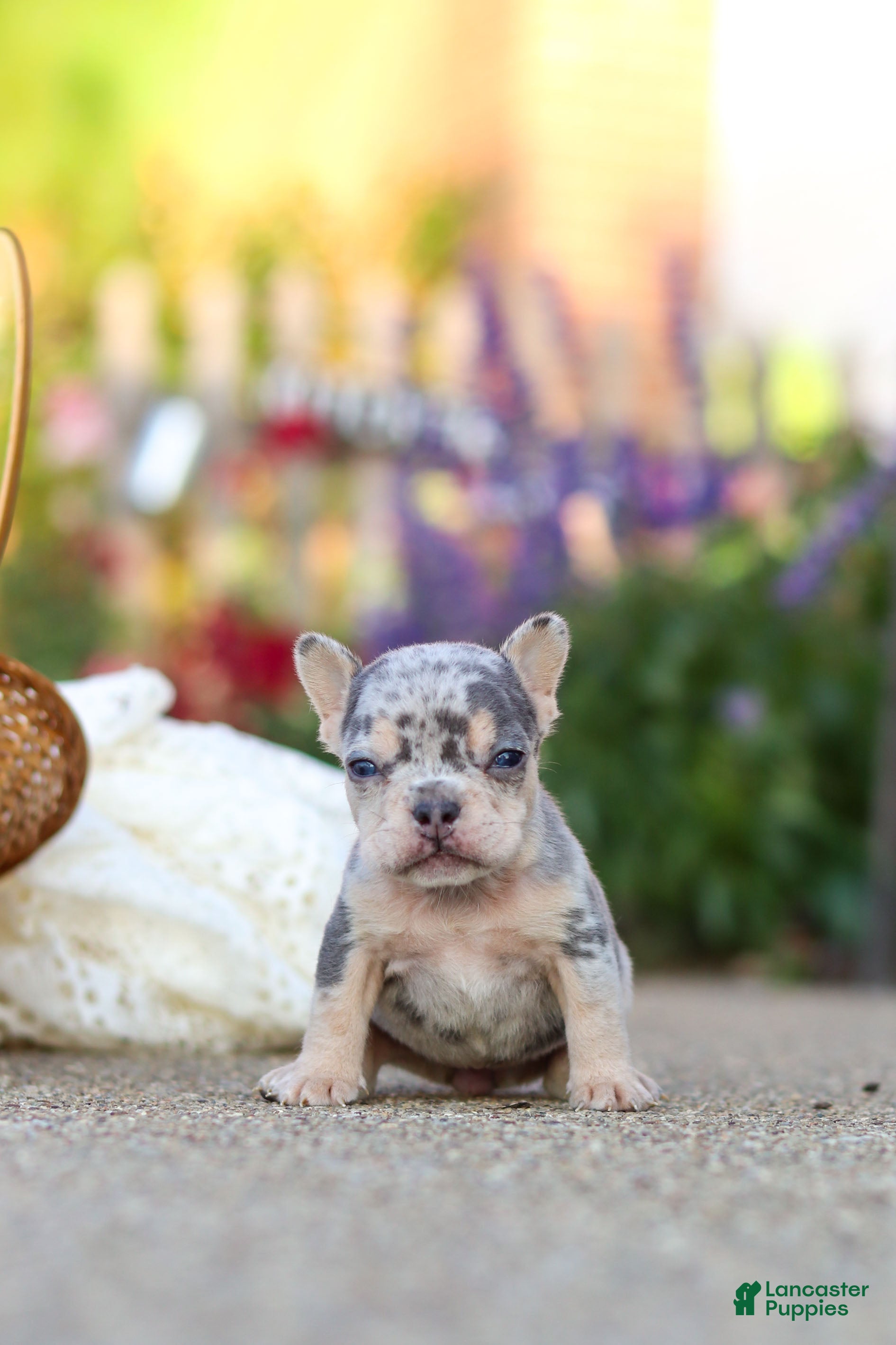 French Bulldog dogs for sale: Ember - Ad 1