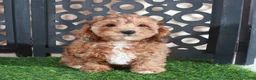 Miniature Poodle dogs for sale: Tootsie Stunning Chocolate Female - Ad 4