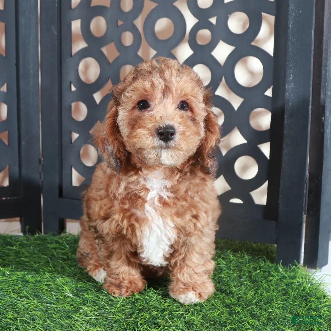 Miniature Poodle dogs for sale: Tootsie Stunning Chocolate Female - Ad 4