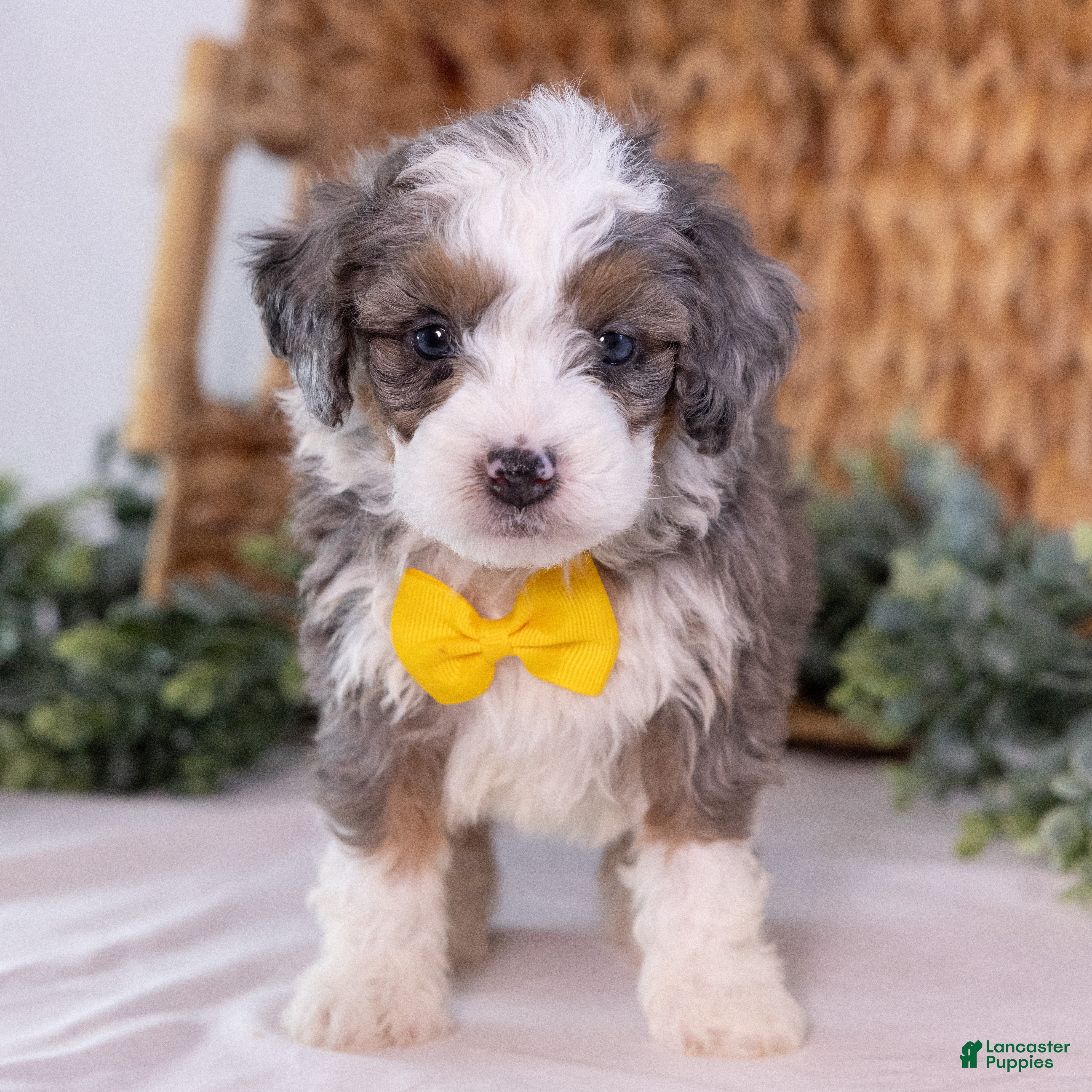 Mini Bernedoodle dogs Karlo - Ad 2