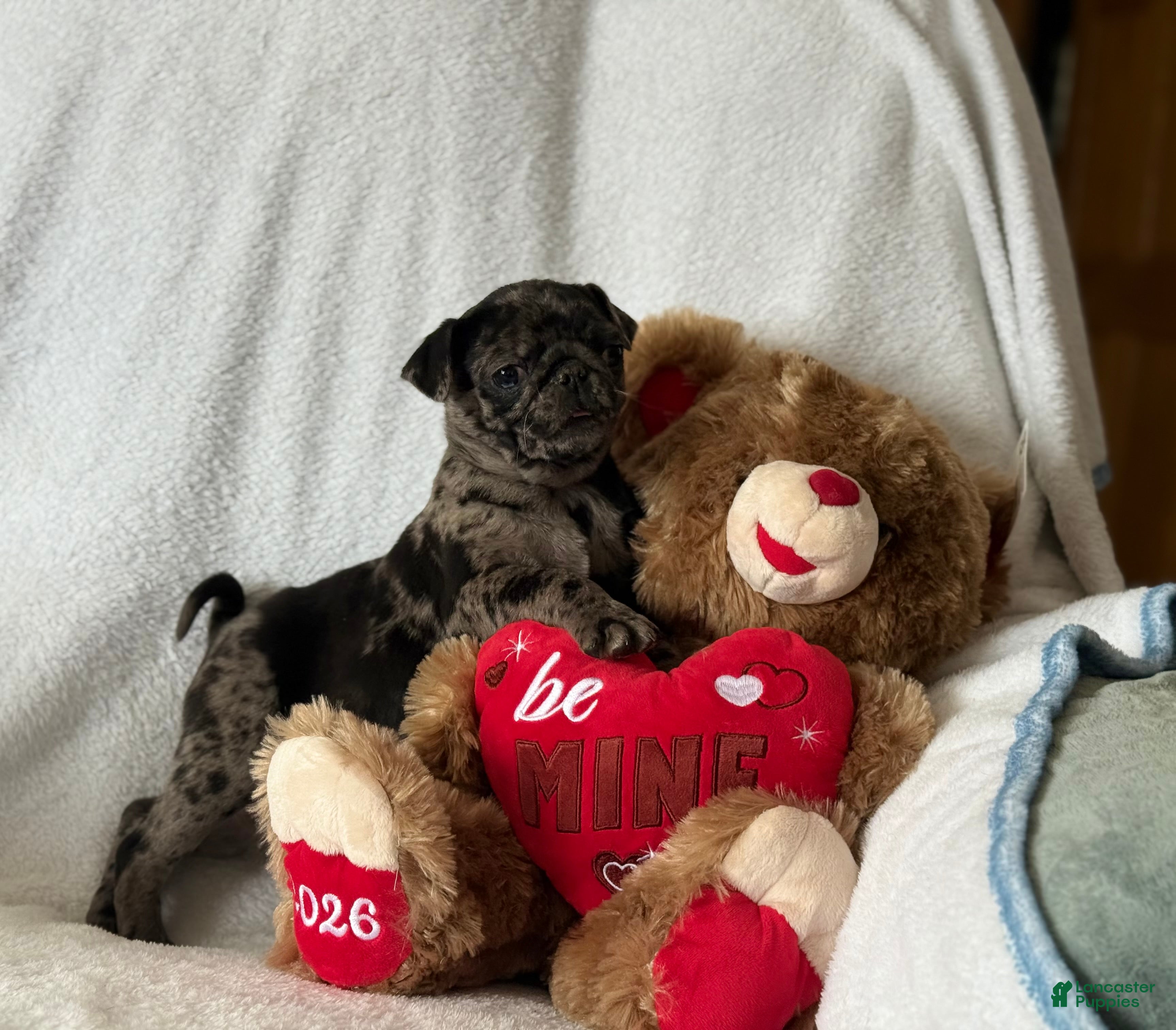 Pug dogs Pumpkin  - Ad 36