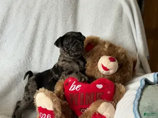 Pug dogs Pumpkin - Ad 36