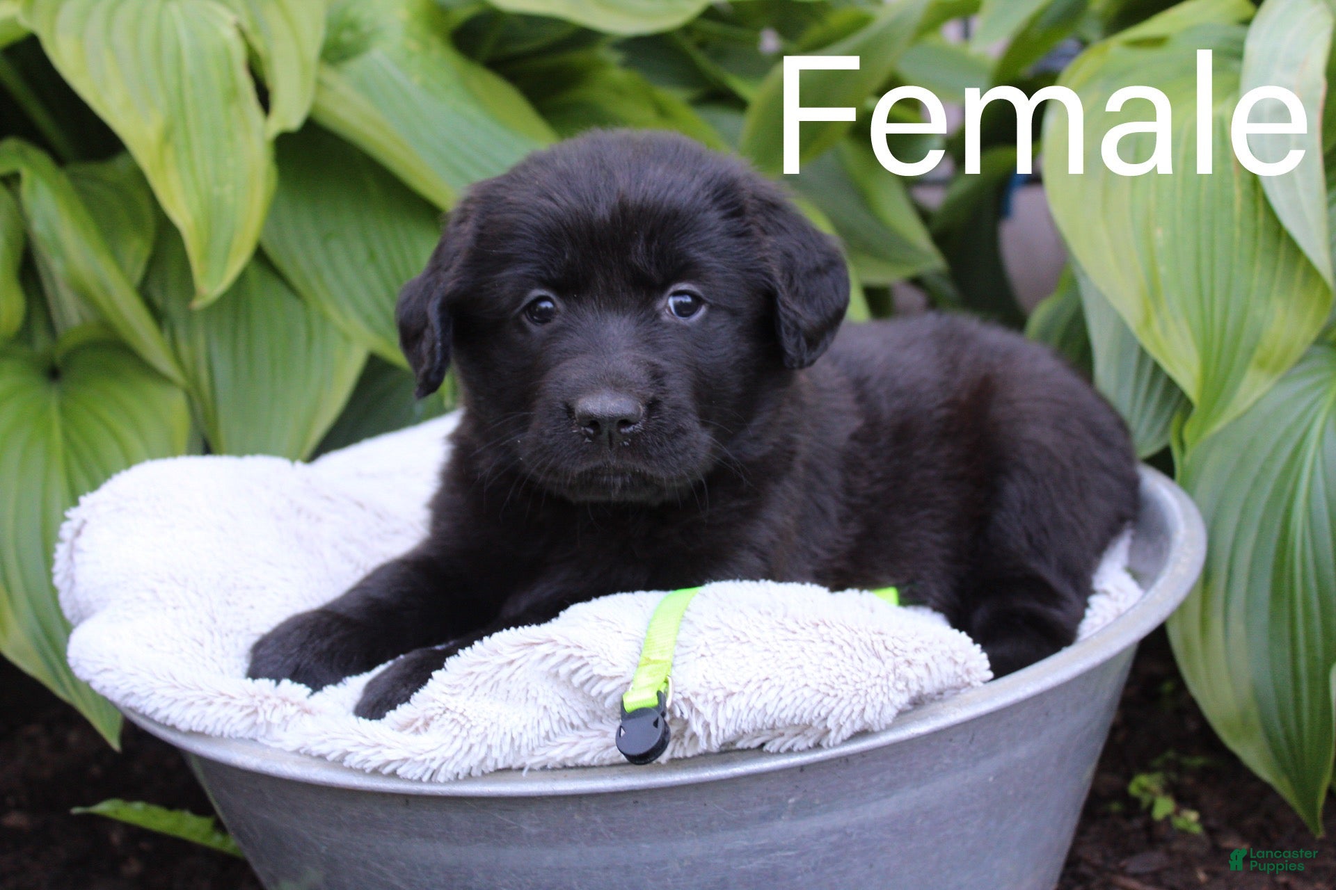 Mixed Breed dogs for sale:  Puppy lime - Ad 1