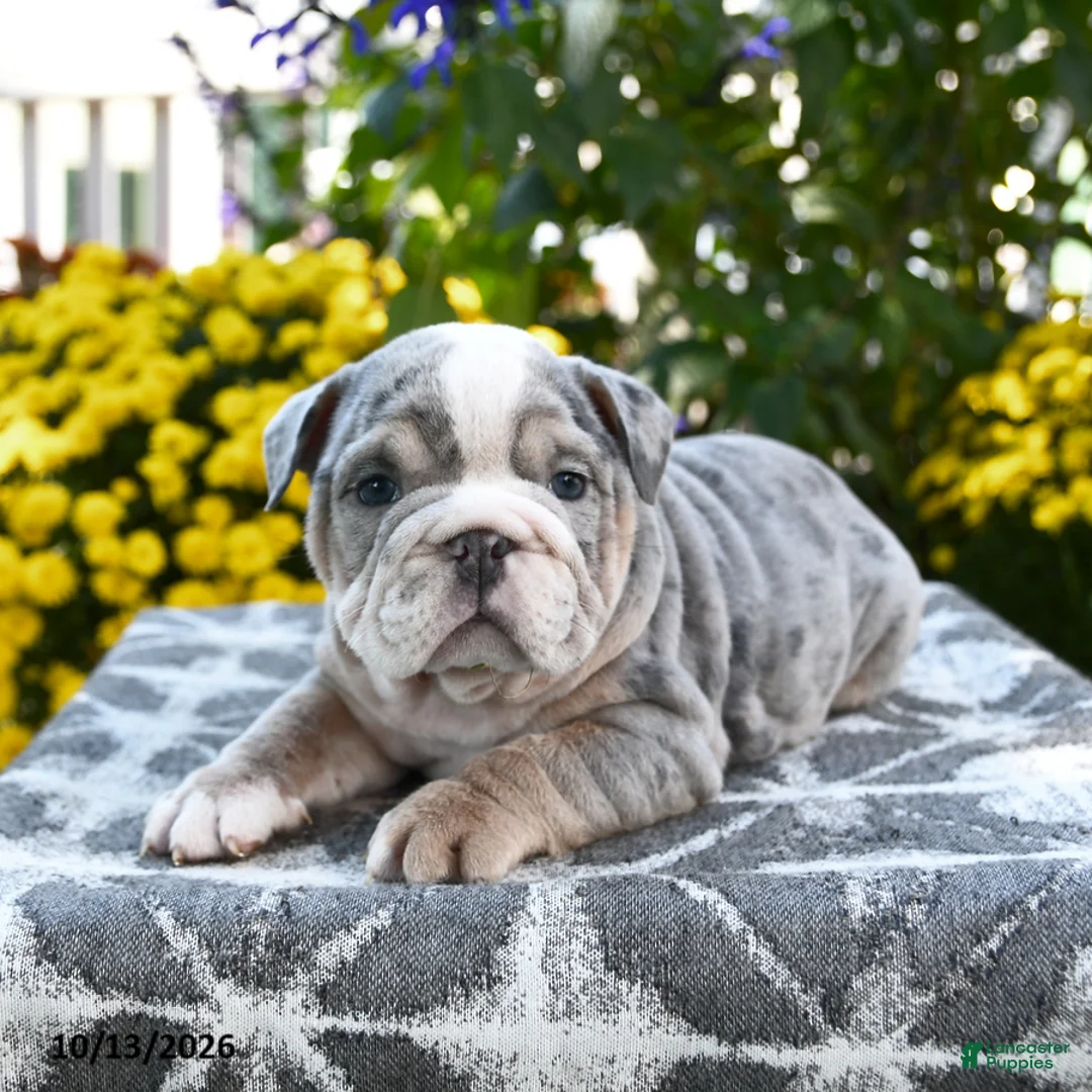 English Bulldog dogs for sale: Taz - Ad 2